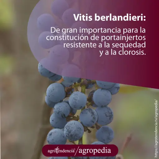 un racimo de uvas color morado azulado
