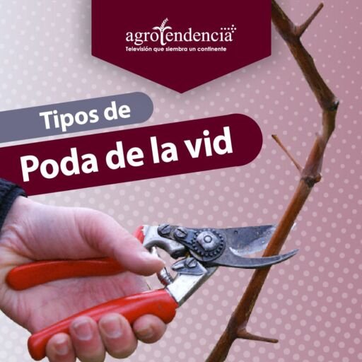 mano con tijera cortando rama de uva