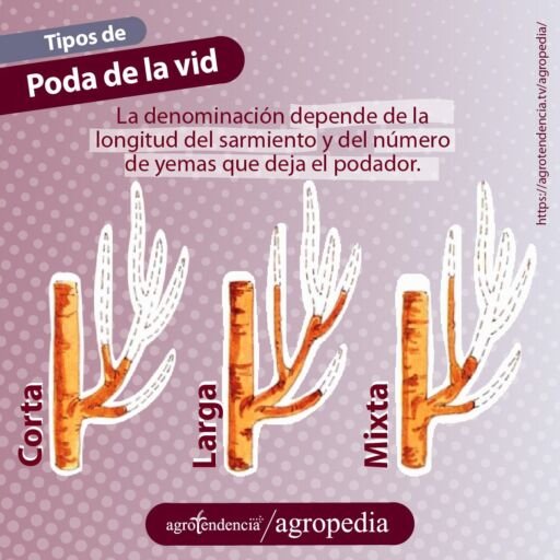 tres imágenes de tipo de poda en plantas de uvas