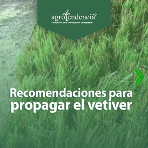 vista aérea del cultivo de vetiver