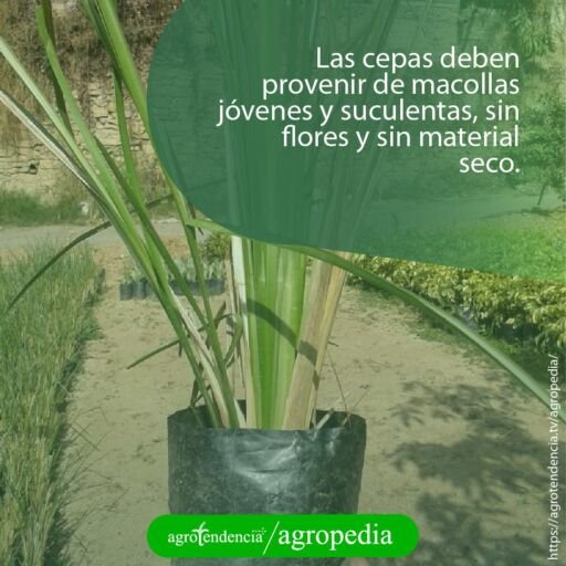 una bolsa negra con una macolla joven de vetiver