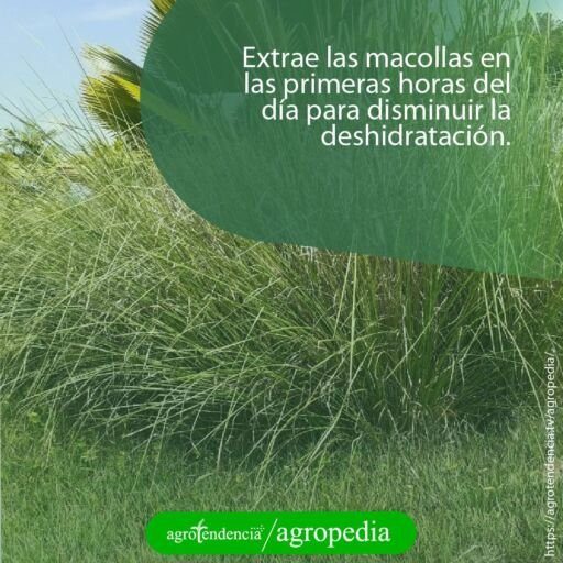 una macolla grande de vetiver