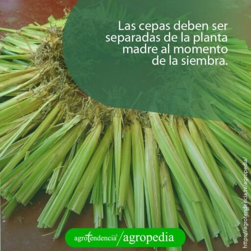 plantas de vetiver formando un circulo