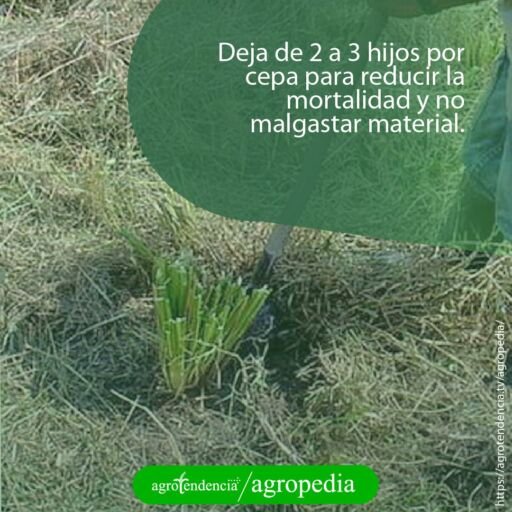 siembra de vetiver