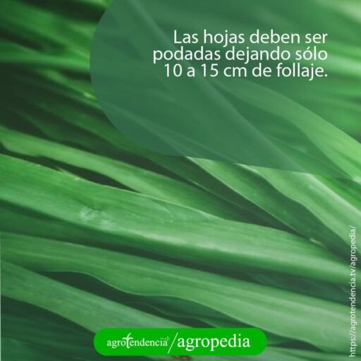 hojas de vetiver