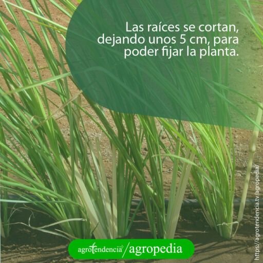 plantas de vetiver sembradas en linea