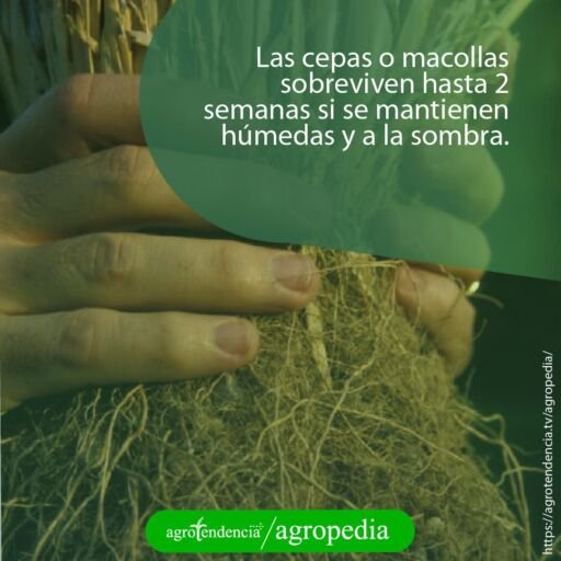 manos agarrando una macolla de vetiver con sus raíces
