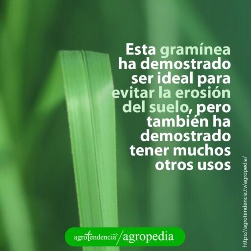 una hoja de vetiver