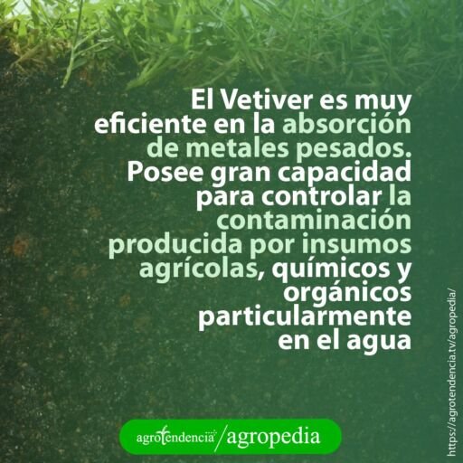 Un perfil de suelo sembrado con vetiver