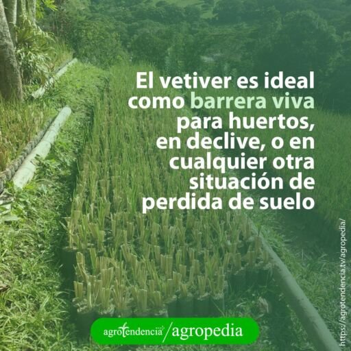 siembra lineal de vetiver al borde de una montaña