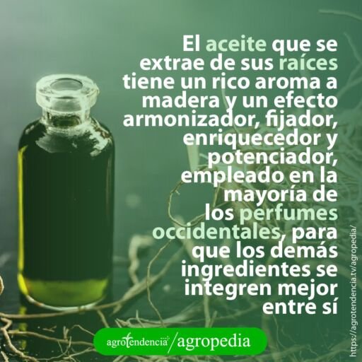frasco con aceite de vetiver