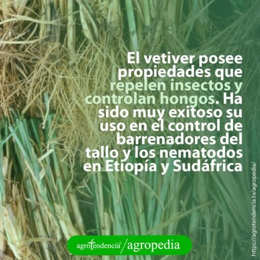 macollas de vetiver unas encimas de otras