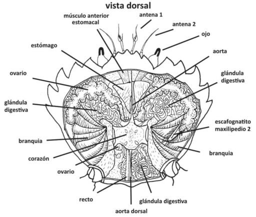 Dibujo de vista dorsal de cangrejo azul
