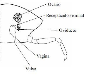 Dibujo de la anatomía reproductiva de la hembra del cangrejo azul