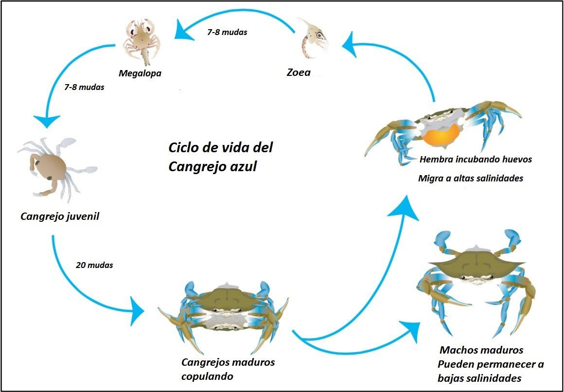 Dibujo diagrama del ciclo de vida del cangrejo azul