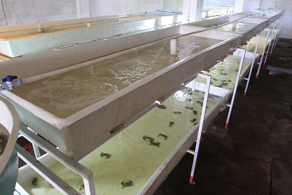 Tanques utilizados para mantener cuidar y reproducir a los cangrejos azules