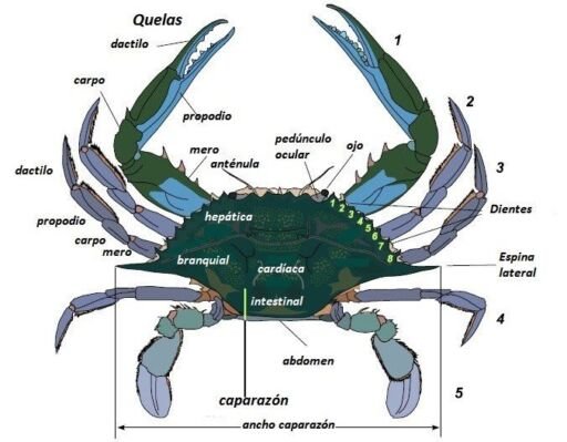 Vista dorsal de cangrejo azul con la descripción de las partes