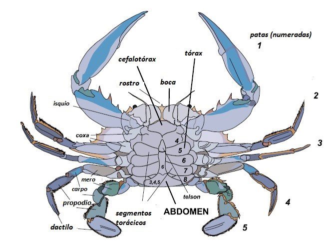 Vista ventral del cangrejo azul indicando secciones