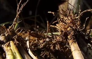 vetiver - planta vetiver