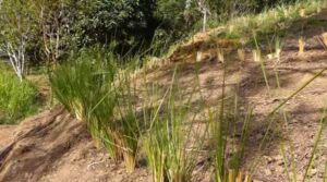 vetiver - planta vetiver