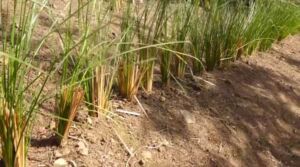 vetiver - planta vetiver