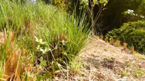 vetiver - planta vetiver