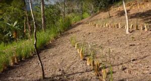 vetiver - planta vetiver