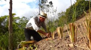 vetiver - planta vetiver