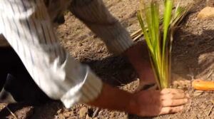 vetiver - planta vetiver