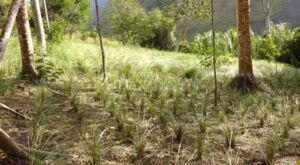 vetiver - planta vetiver