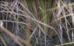 vetiver - planta vetiver