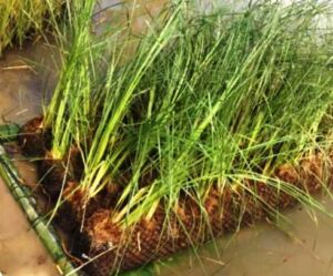 vetiver - planta vetiver