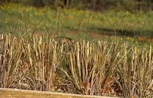 vetiver - planta vetiver