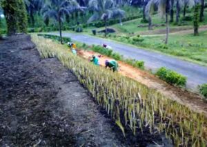 vetiver - planta vetiver