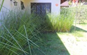vetiver - planta vetiver