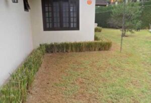 vetiver - planta vetiver