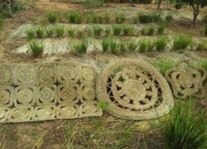 vetiver - planta vetiver
