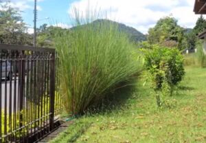 vetiver - planta vetiver