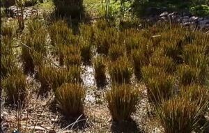 vetiver - planta vetiver