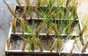 vetiver - planta vetiver