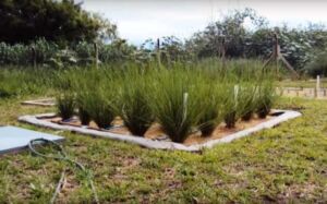 vetiver - planta vetiver