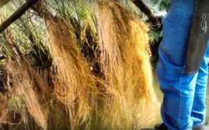 vetiver - planta vetiver