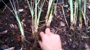 vetiver - planta vetiver