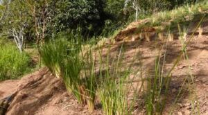 vetiver - planta vetiver