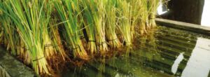 vetiver - planta vetiver