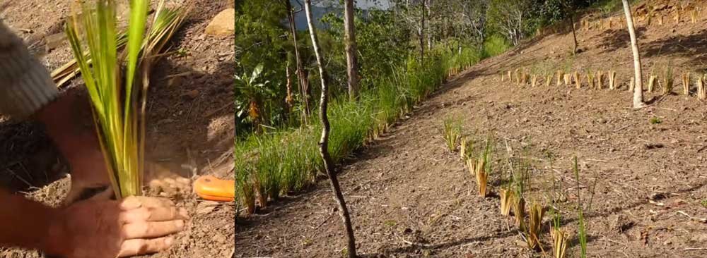 Fotos de persona sembrando plantas de vetiver como barrera