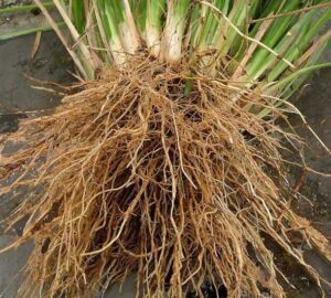 vetiver - planta vetiver