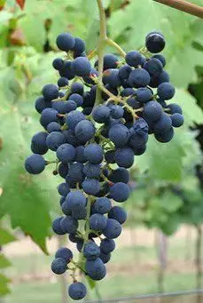 racimo de uvas de color negro azulado variedad Ancellotta