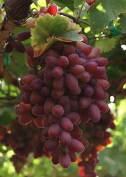 racimo de uvas rosadas variedad Crimson Seedless