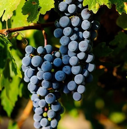 racimo de uvas de color negro azulado variedad Cabernet Franc